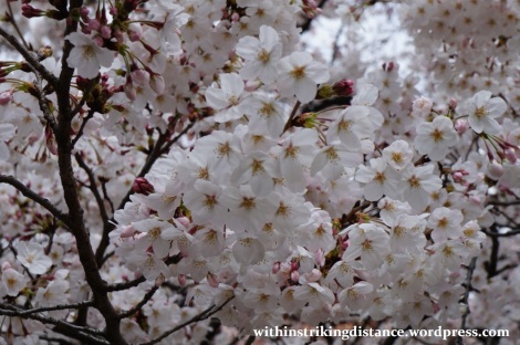28Mar15 004 Japan Kyushu Fukuoka Tochoji Temple Sakura Cherry Blossoms